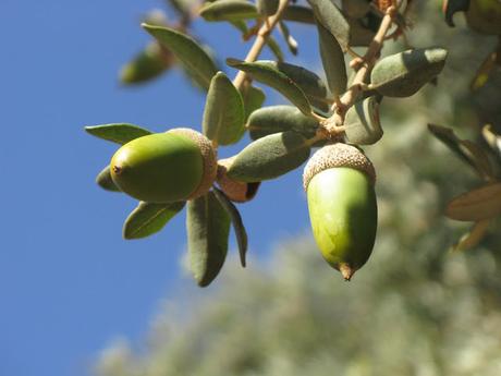 FRUTOS DE OTOÑO