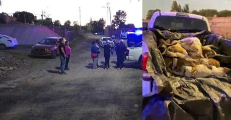 Reportan 25 perros, 2 gatos, un zorro y un coyote envenenados en San José Buenavista