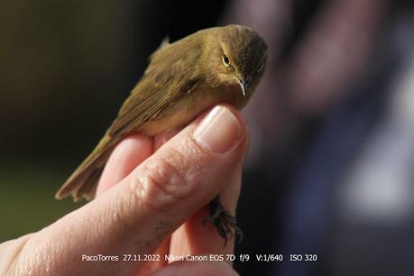 Mosquitero común
