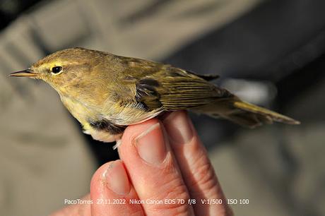 Mosquitero común