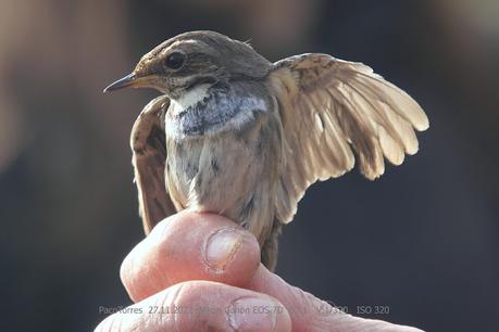 Pechiazul hembra jov.