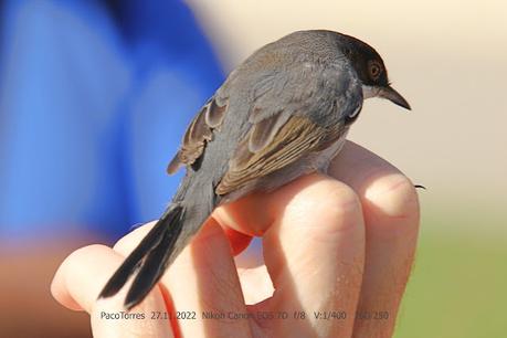 Curruca cabecinegra, macho, joven