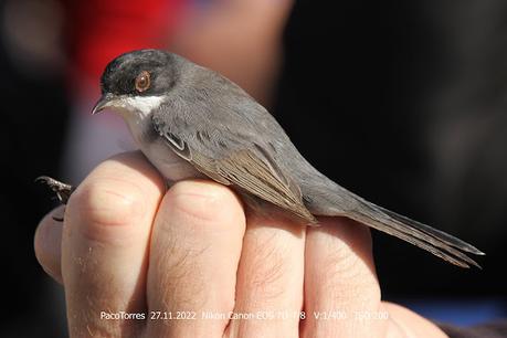 Curruca cabecinegra, macho, joven
