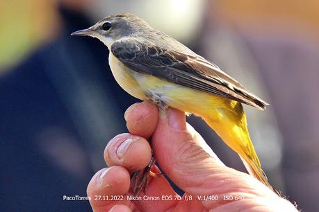 Lavandera cascadeña