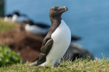 Alcas, pájaro parecido a un pingüino, llegan desplazados a las costas mediterráneas