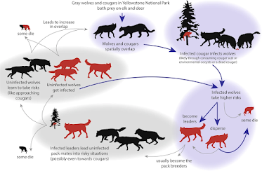 El parásito que controla el comportamiento de los lobos...y de los humanos