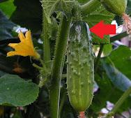 MANERAS DE MANDAR A LA MIER..