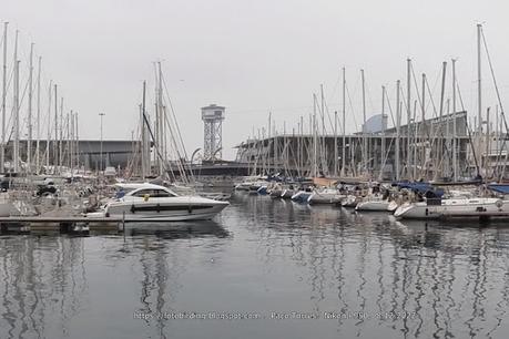 Alcas en el Port de Barcelona