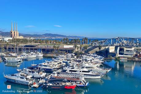 Sigue la alca en el port de Sant Adrià