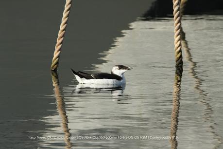 Sigue la alca en el port de Sant Adrià
