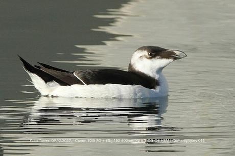 Sigue la alca en el port de Sant Adrià