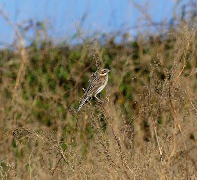Escribanos palustres invernantes