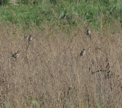 Escribanos palustres invernantes