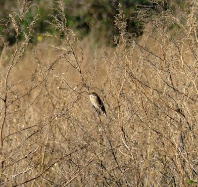 Escribanos palustres invernantes