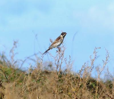 Escribanos palustres invernantes