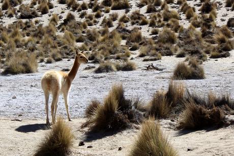 La puna catamarqueña