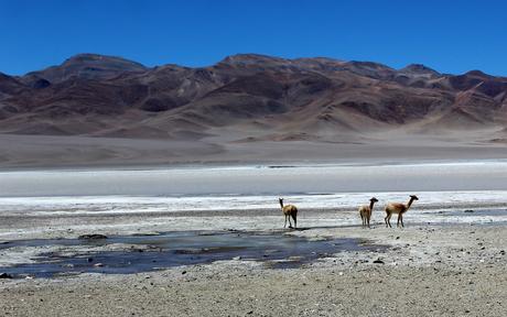 La puna catamarqueña