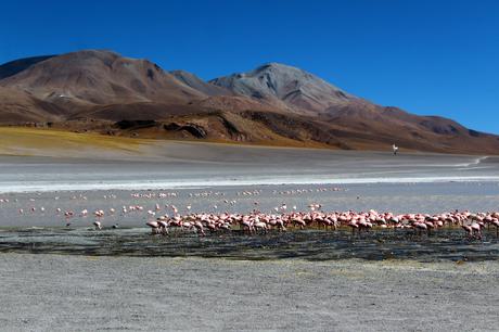 La puna catamarqueña
