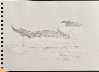 Algunos dibujos de alca