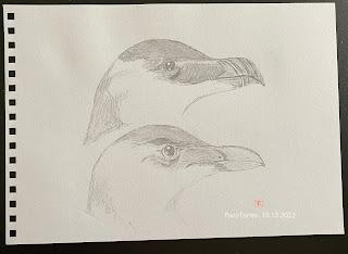 Algunos dibujos de alca