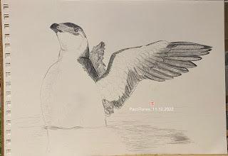 Algunos dibujos de alca