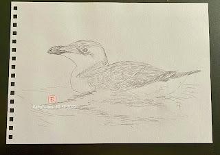 Algunos dibujos de alca