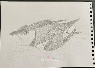 Algunos dibujos de alca