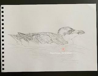 Algunos dibujos de alca