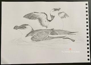 Algunos dibujos de alca