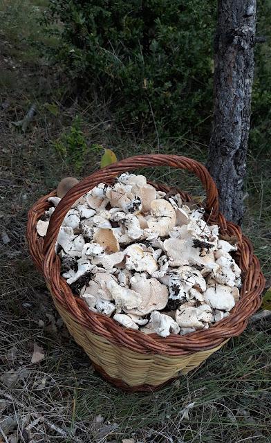 Llengua de Bou en conserva (setas)