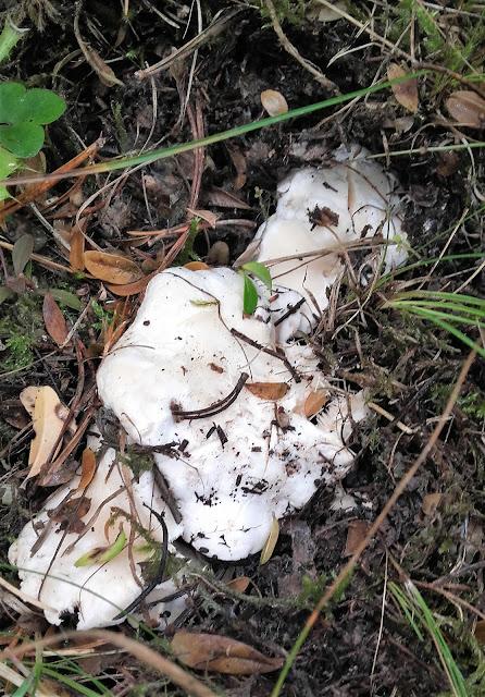 Llengua de Bou en conserva (setas)