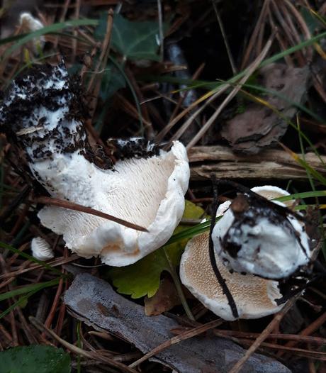 Llengua de Bou en conserva (setas)