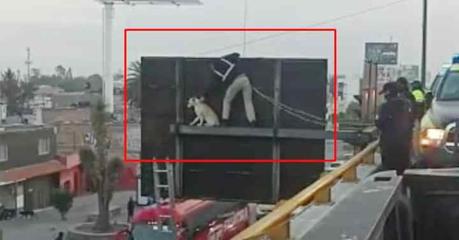 (video) Policías municipales rescatan a perro atrapado en anuncio de la Salvador Nava