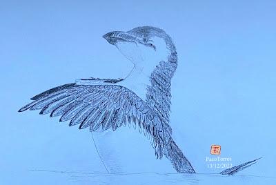 Otros dibujos de alcas