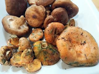 LENTEJAS ESTOFADAS CON SETAS