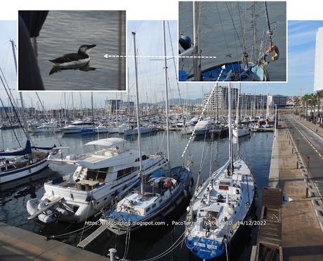 Alca en el Port de Badalona