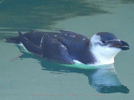 Alca en el Port de Badalona