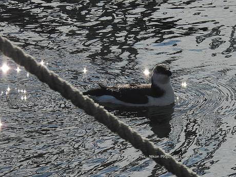 Alca en el Port de Badalona