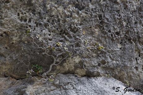 CIUDAD ENCANTADA: EL RECUERDO DEL MAR