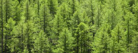 #BOSQUEBCTRAVEL #BOSQUEBCTRAVEL