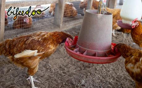 Bifeedoo explica por qué las gallinas deben comer pienso ecológico en formato harina grosera