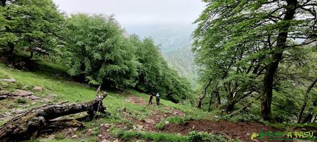 Camino entre bosque bajando a Doñango