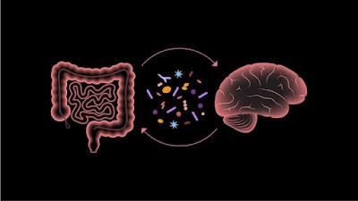 La Terapia de transferencia de microbiota mejora el Autismo