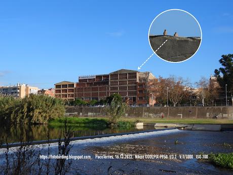 Pareja de cernícalos