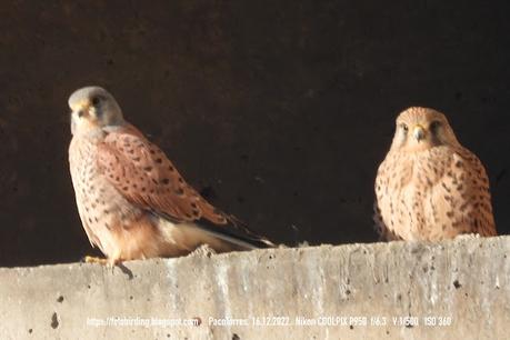 Pareja de cernícalos