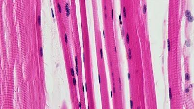 Las ceramidas son clave en la salud muscular del envejecimiento