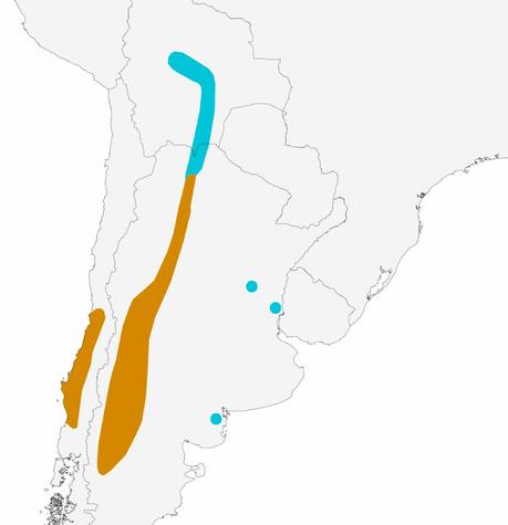 Doradito limón (Pseudocolopteryx citreola)