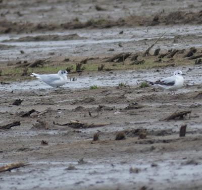 Gaviotas enanas en los prados Gaviotas enanas en los prados