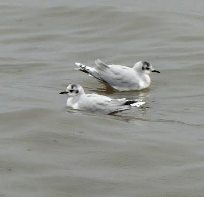 Gaviotas enanas en los prados Gaviotas enanas en los prados