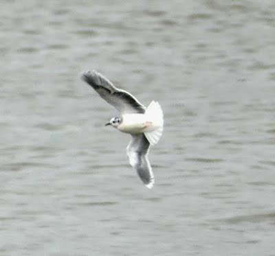 Gaviotas enanas en los prados